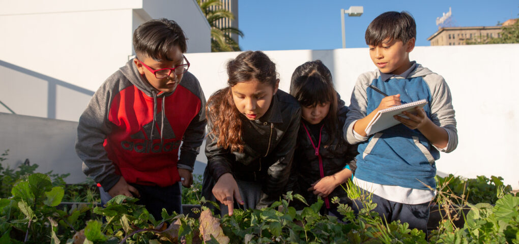 A group of elementary students examine the plants in their school garden.