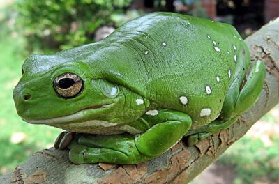 Green Tree Frog